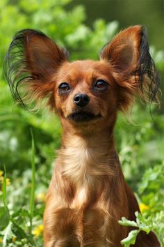 a small brown dog sitting on top of a lush green field