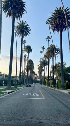 palm trees line the street in front of houses