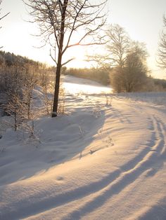 the sun shines through the trees and snow covered ground in front of a tree