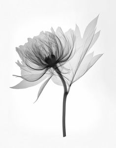 a black and white photo of a flower