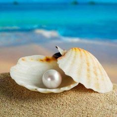 a seashell with a pearl in it on the sand near the ocean and bible verse