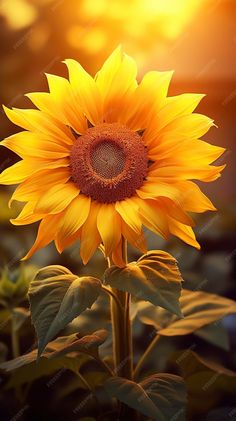 a sunflower in the middle of a field with sunlight shining on it's petals