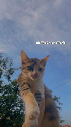 a cat sitting on top of someone's hand with the sky in the background