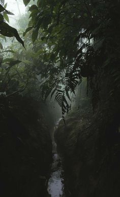 a stream running through a forest filled with lots of green plants and trees in the fog