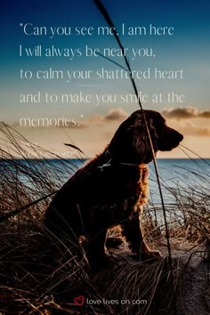 a brown dog sitting on top of a sandy beach next to the ocean at sunset