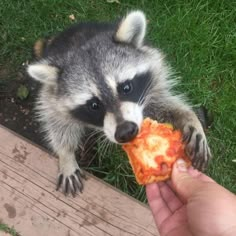 a raccoon eating a piece of pizza on the ground with its paw in it's mouth