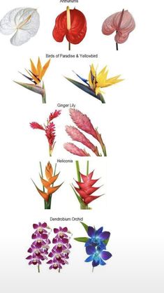 the different types of flowers are shown in this image, with each flower's blooming