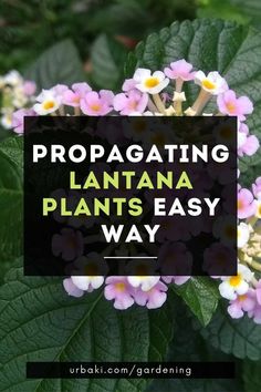 the words propagating lantana plants easy way