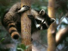 a raccoon climbing up the side of a tree