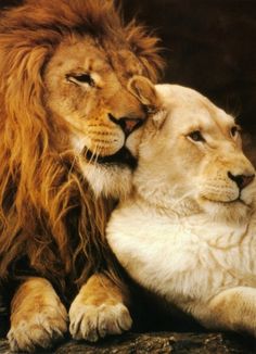 two lions cuddling together on the ground