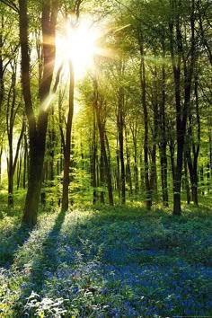 PRICES MAY VARY. Title: Close Up Forest Sunrise Poster (24"x36"). Product Type: Categories > Wall Art > Posters & Prints Deco Panel, Spiritual Path, Fantasy Landscape, Nature Beauty, The Forest, Beautiful Landscapes, Beautiful Nature, Posters Art Prints