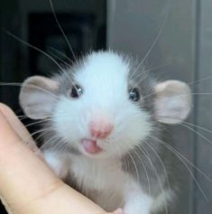 a small white and gray rat sitting on top of someone's hand