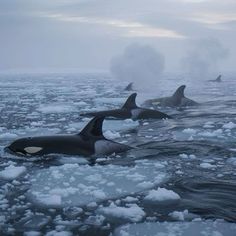 three orca's swimming on ice in the ocean