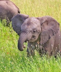 an elephant is standing in the tall grass