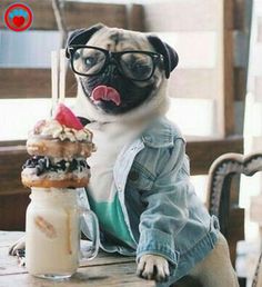 a pug dog wearing glasses sitting at a table with food and drink in front of him