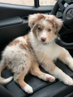 a puppy sitting in the driver's seat of a car