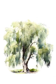 a watercolor painting of a tree on a white background