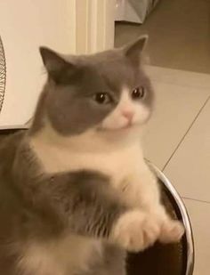 a grey and white cat sitting on top of a metal bowl with its paws in the air