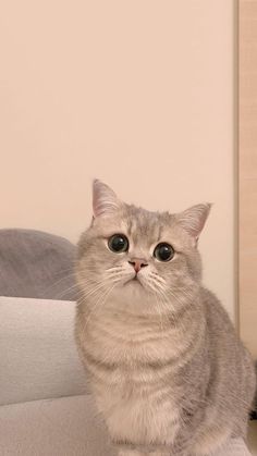 a grey cat sitting on top of a couch next to a wall and looking at the camera