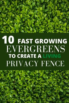 the words 10 fast growing evergreens to create a living privacy fence