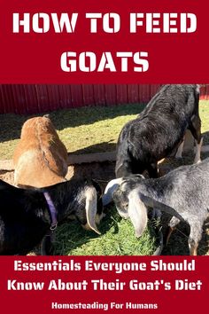 goats are eating grass with the words how to feed goats essentials everyone should know about their goat's diet