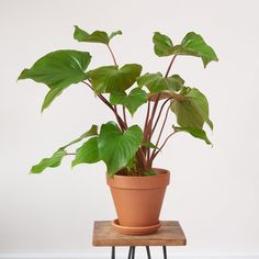 a potted plant sitting on top of a wooden table