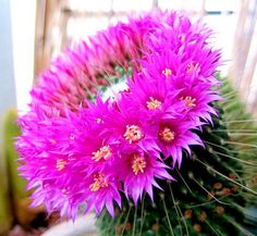 a purple flower sitting on top of a green plant