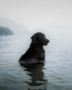 a black dog is swimming in the water