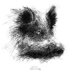 Wild boar head, Artist Sean Briggs producing a sketch a day, prints available at https://www.seanbriggs.co.uk/shop #art #drawing #gicleé #illustration #print #seanbriggs #sketch #Wildboarhead Head Sketch, Boars Head, Drawing Animals, Sketch A Day, Fine Art Drawing, Wild Boar, Shop Art, Illustration Print