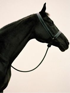 a black horse with a bridle on it's head