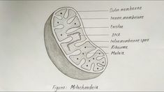 diagram of the structure of a plant cell