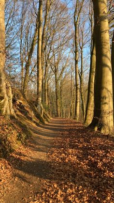 a dirt road surrounded by leaf covered trees