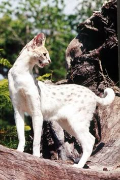 two white cats standing on top of a tree stump next to each other in the woods