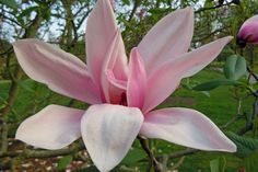 a pink flower is blooming on a tree