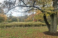 a tree in the middle of a field with lots of leaves on the ground and grass around it