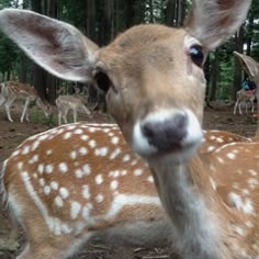 a young deer is standing in the woods