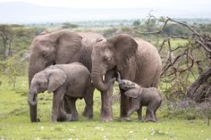 an adult elephant and two baby elephants standing in the grass with their trunks together,