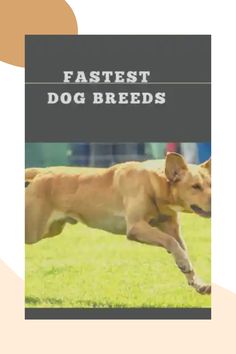 Can you name the top ten fastest Dog Breeds? Some species are simple to identify, while others will delight you.