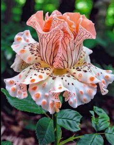 an orange and white flower with green leaves in the background