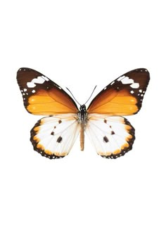 an orange and white butterfly on a white background