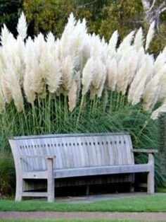 a wooden bench sitting in front of tall white pamolite plants on a lush green field