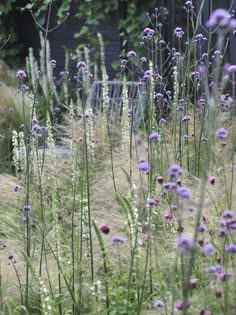 purple flowers and grasses in a garden with grass growing on the ground next to it