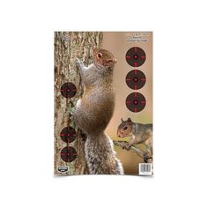 a magazine with an image of a squirrel holding on to a tree and aiming at the target