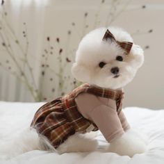 a small white dog sitting on top of a bed wearing a shirt and bow tie