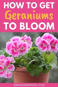 Geranium flowers in a pot Planters With Geraniums, How To Keep Geraniums Blooming, Geraniums In Containers, Garden Annuals, Garden Hill, Geranium Color