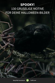 a black bird sitting on top of a tree branch next to a spider in front of it