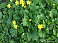 yellow flowers are growing in the middle of some green leaves and plants on the ground