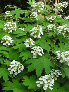 white flowers are blooming on the green leaves