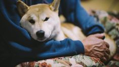 a dog is laying on someone's lap with its head resting on their arm