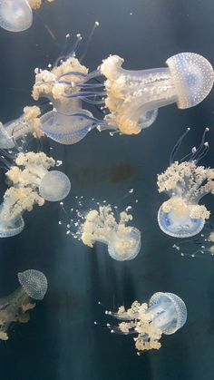 many jellyfish are swimming in the water